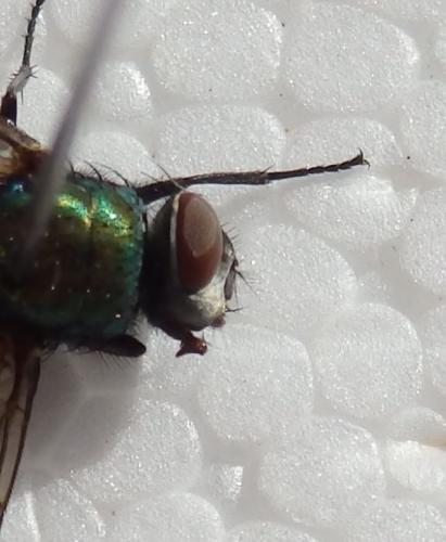 Lucilia sp.